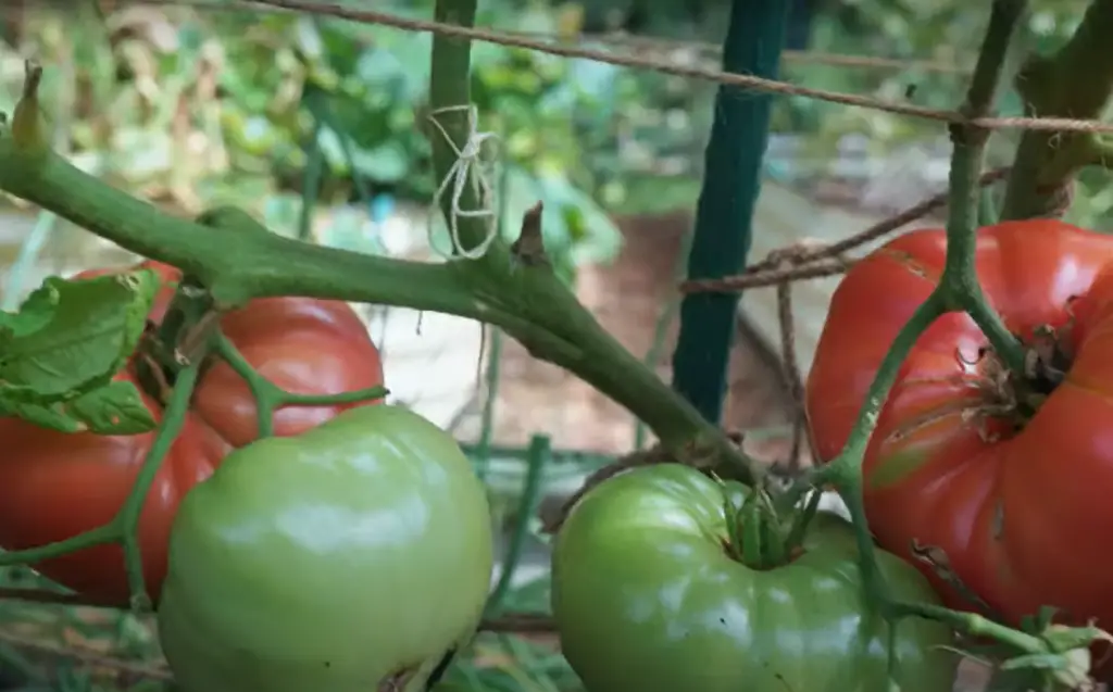 Can Cherokee Purple Tomato be fertilized?