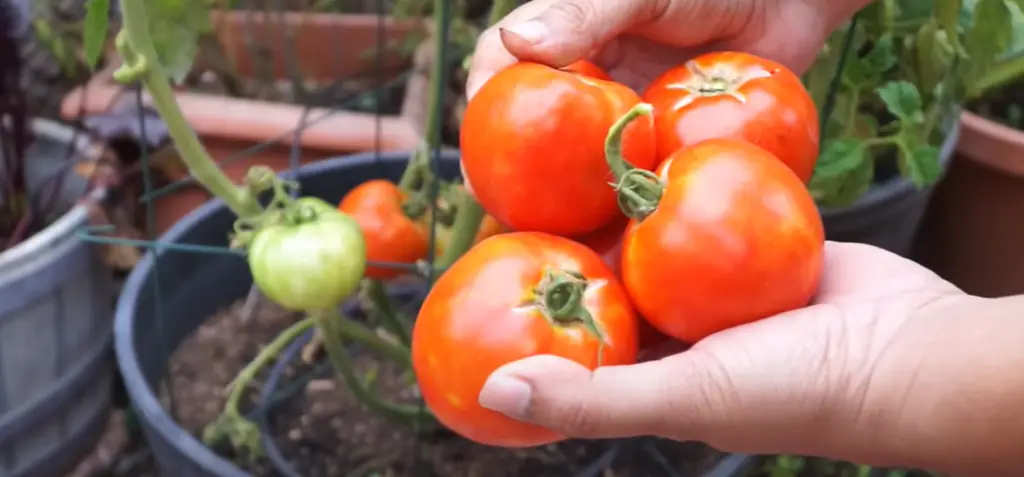 Cherry Tomatoes