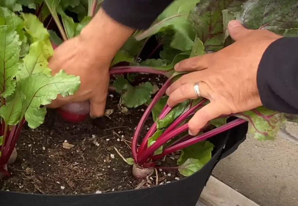 What Is Companion Planting And How Does It Benefit Beets?