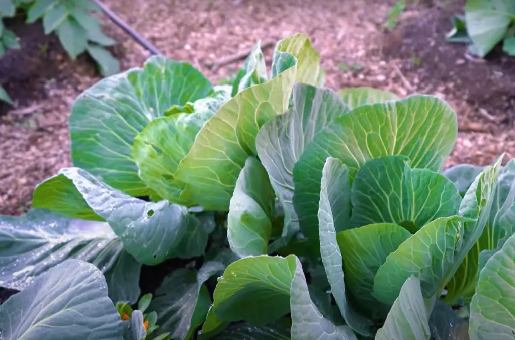What grows well with cabbages?