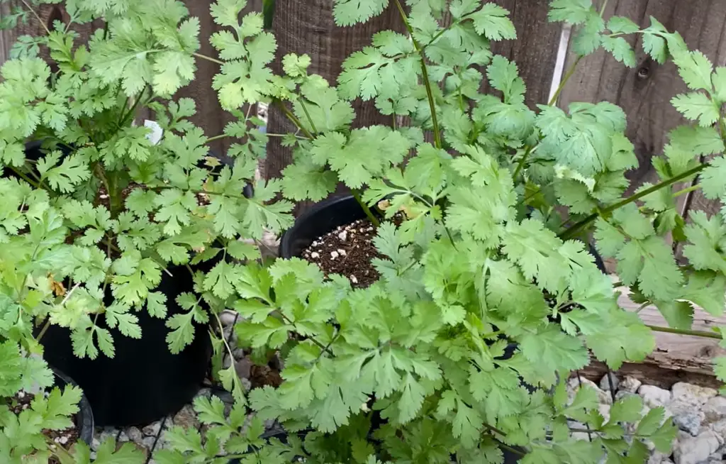 Tips for Growing Cilantro