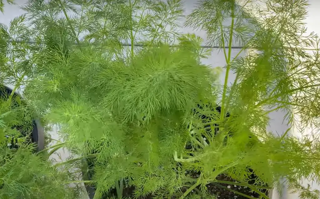 Where should I plant dill in my garden?