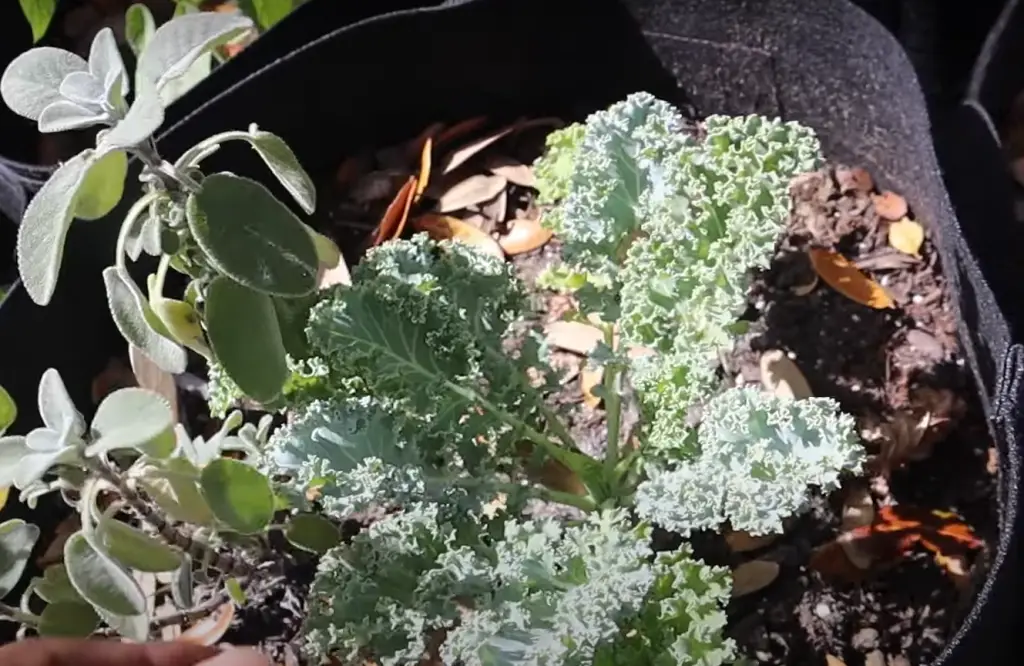 About Kale Companion Plants