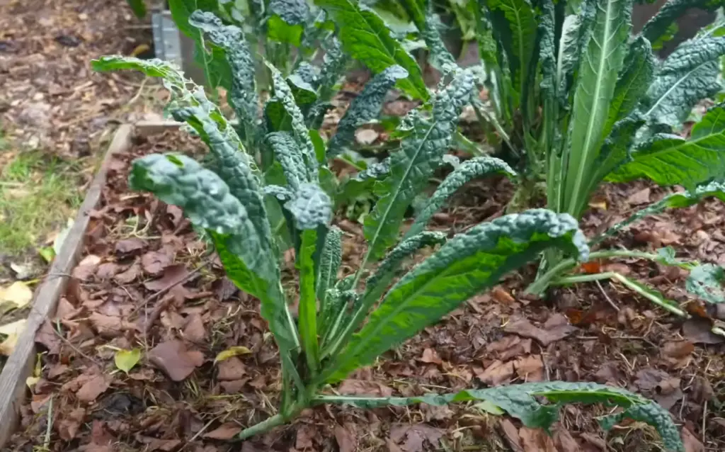 Can you plant kale and spinach together?