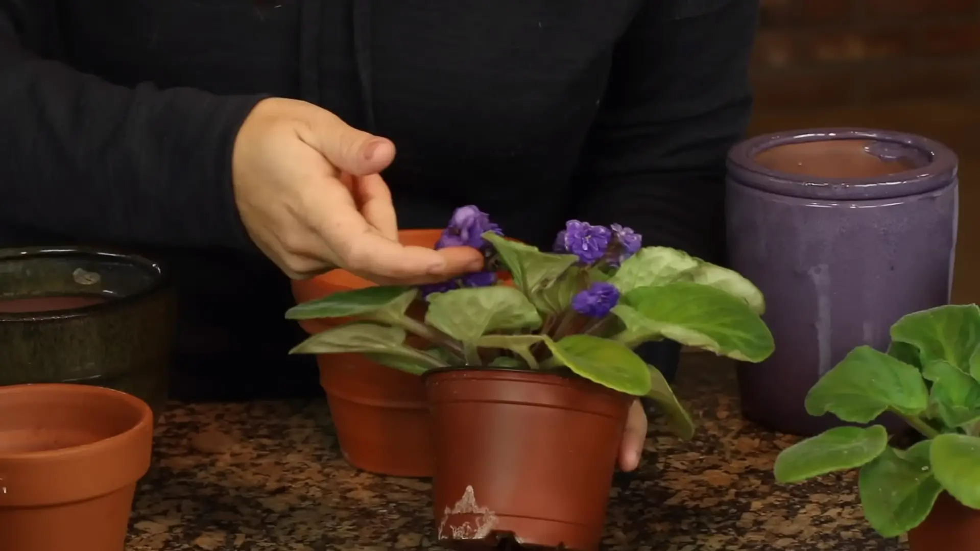 Considerations Before Planting African Violets Outside