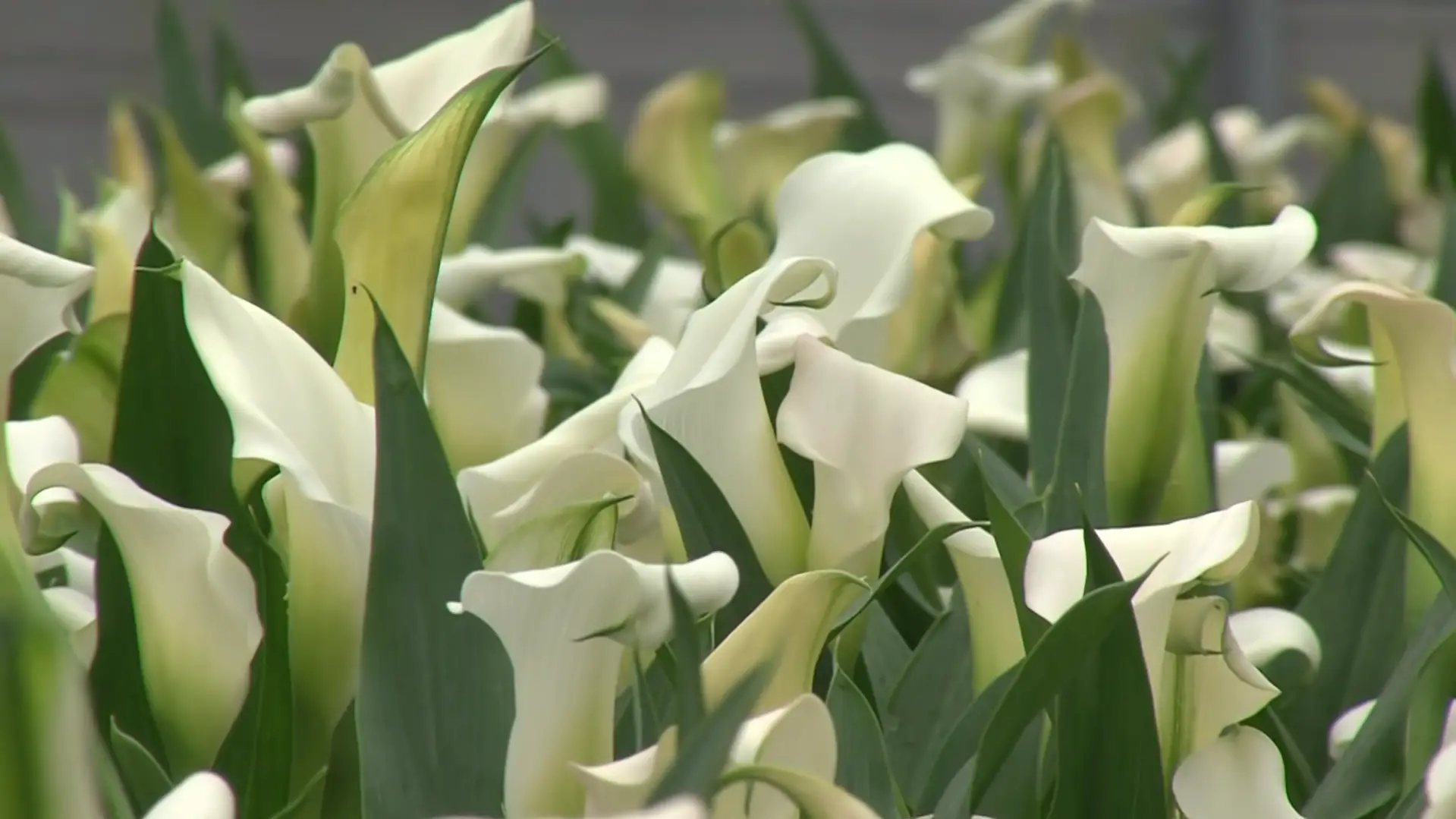 Considerations Before Planting Calla Lilies Outside