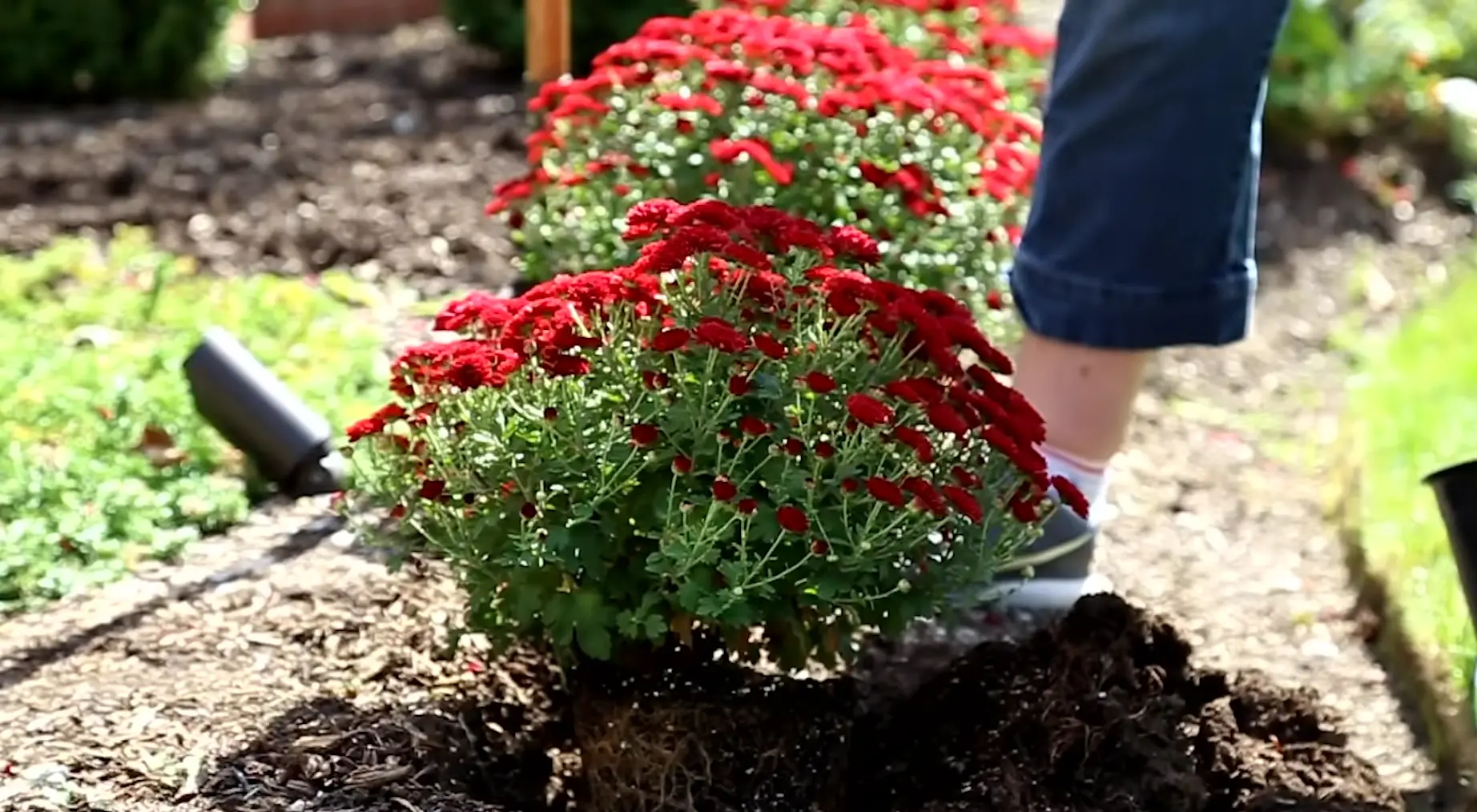 Considerations Before Planting Chrysanthemums Outside