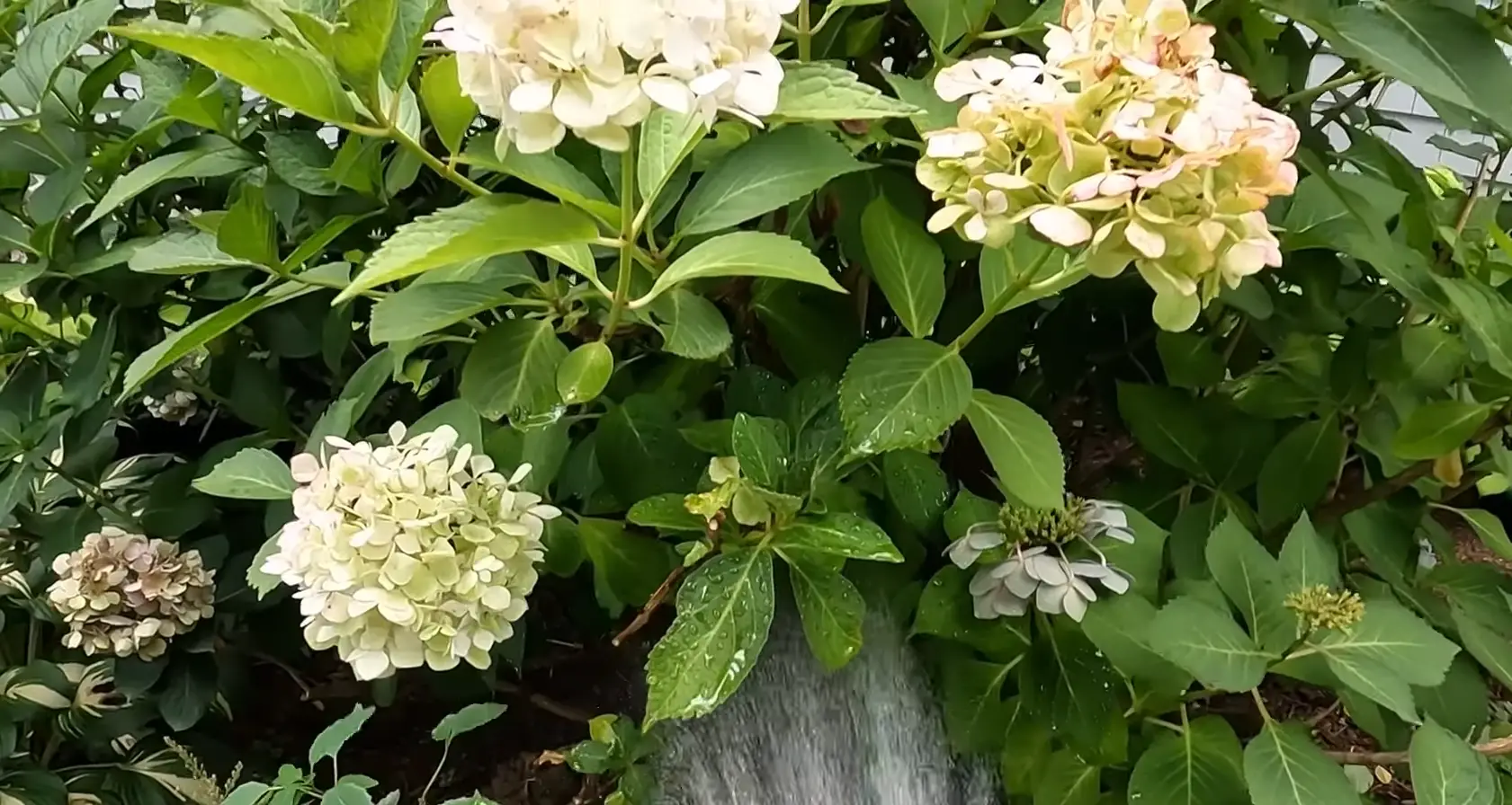 Considerations Before Planting Hydrangeas Outside