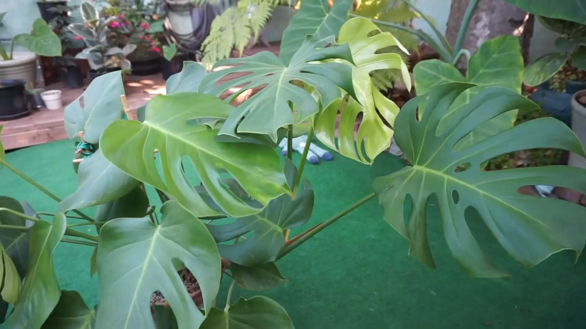 Considerations Before Planting Monstera Outside