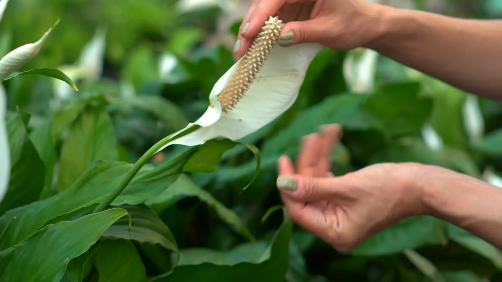 Considerations Before Planting Peace Lilies Outside