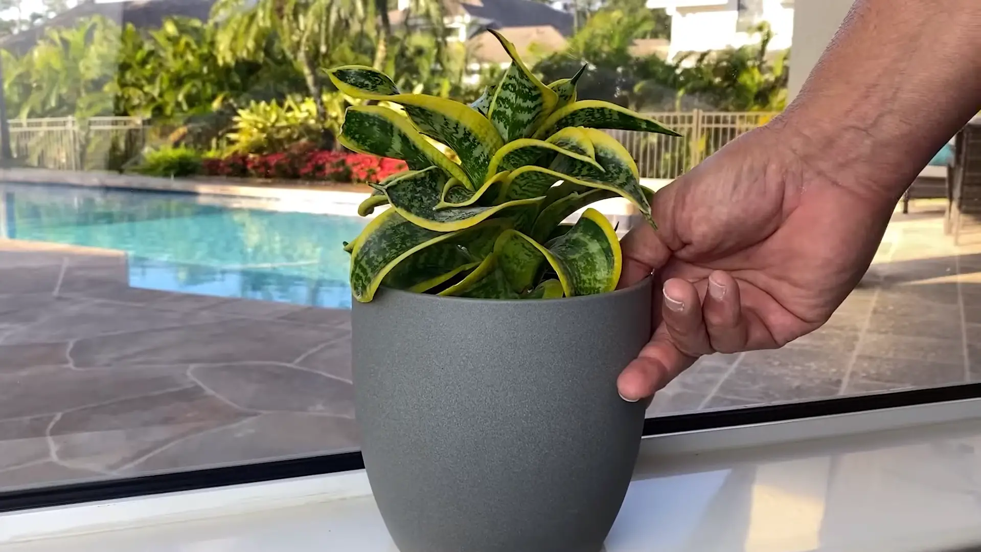 Considerations Before Planting Snake Plants Outside