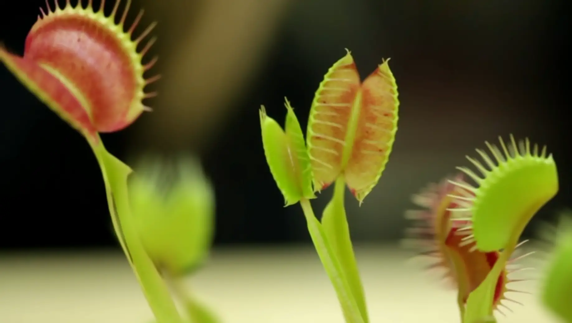 Considerations Before Planting Venus Fly Traps Outside