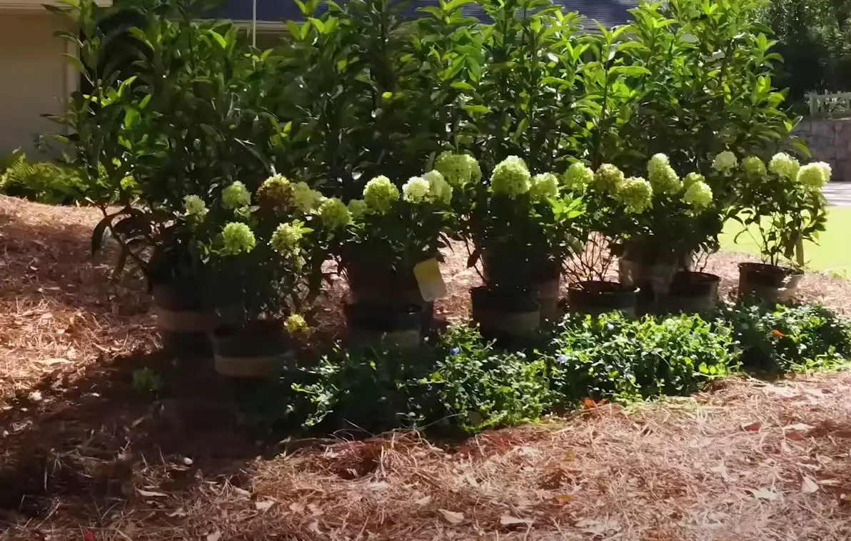 Corner Lot Landscaping Ideas - GardenProfy