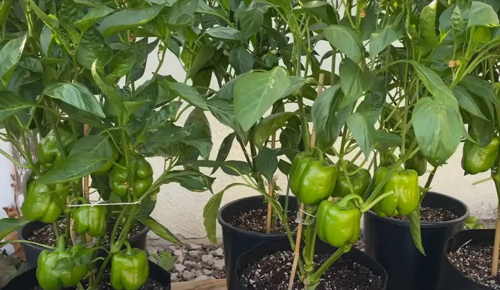 How To Pollinate Bell Peppers Fast?