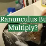 Do Ranunculus Bulbs Multiply?