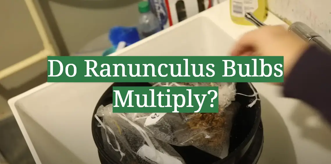Do Ranunculus Bulbs Multiply?