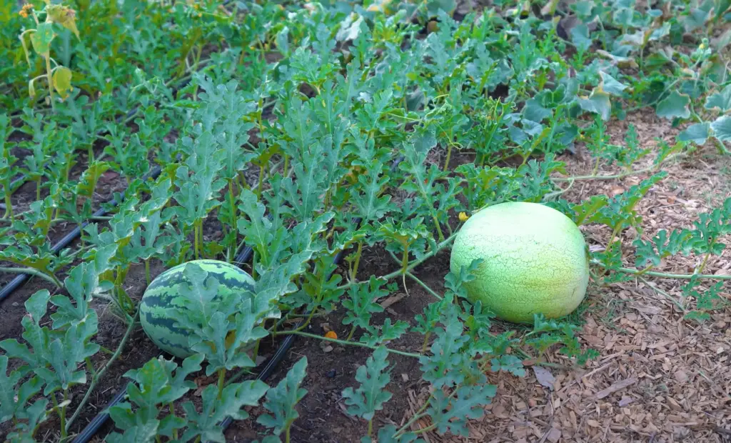 What Kind of Plant is Watermelon?