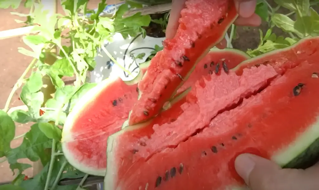 Where does Watermelon grow in Australia?