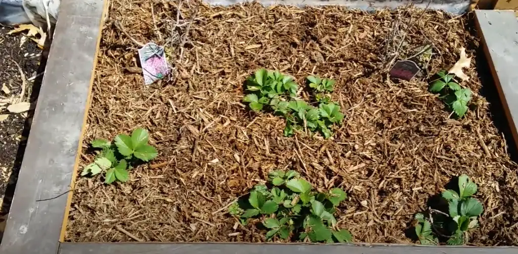 Enjoying Strawberries