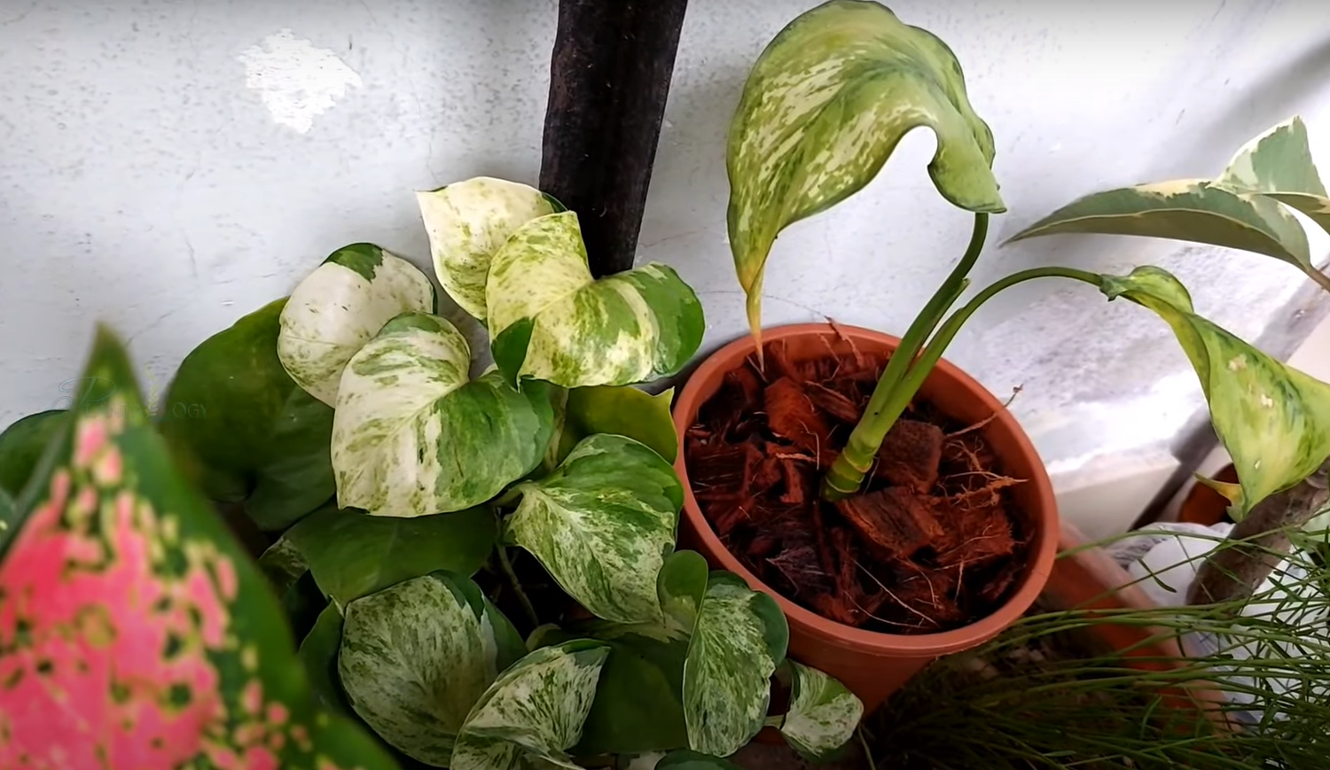 Gardenia Leaves Turning Brown What to Do? GardenProfy