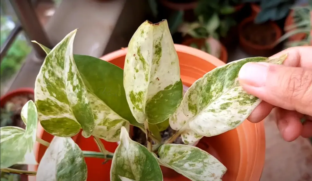 Why are my gardenia leaves browning?