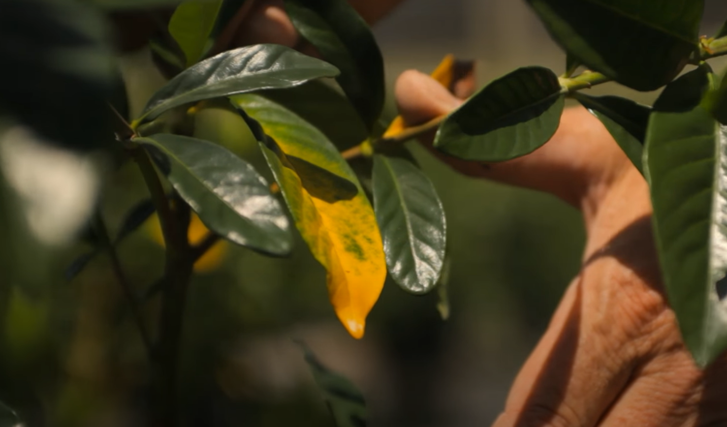 Gardenia Leaves Turning Yellow What To Do Gardenprofy