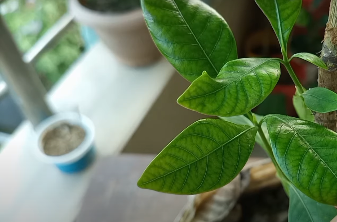 Gardenia Leaves Turning Yellow What to Do? GardenProfy