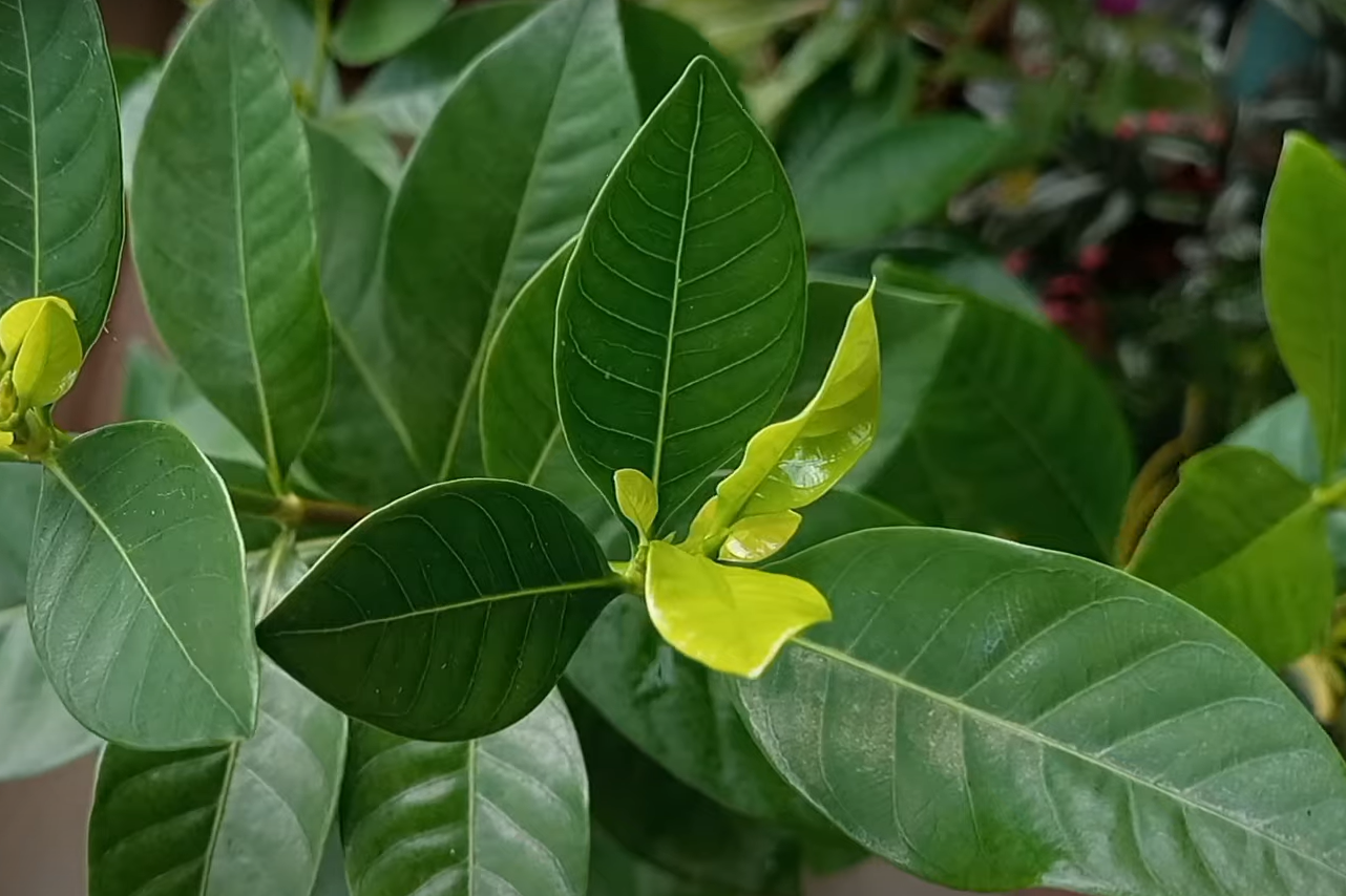 Gardenia Leaves Turning Yellow What to Do? GardenProfy