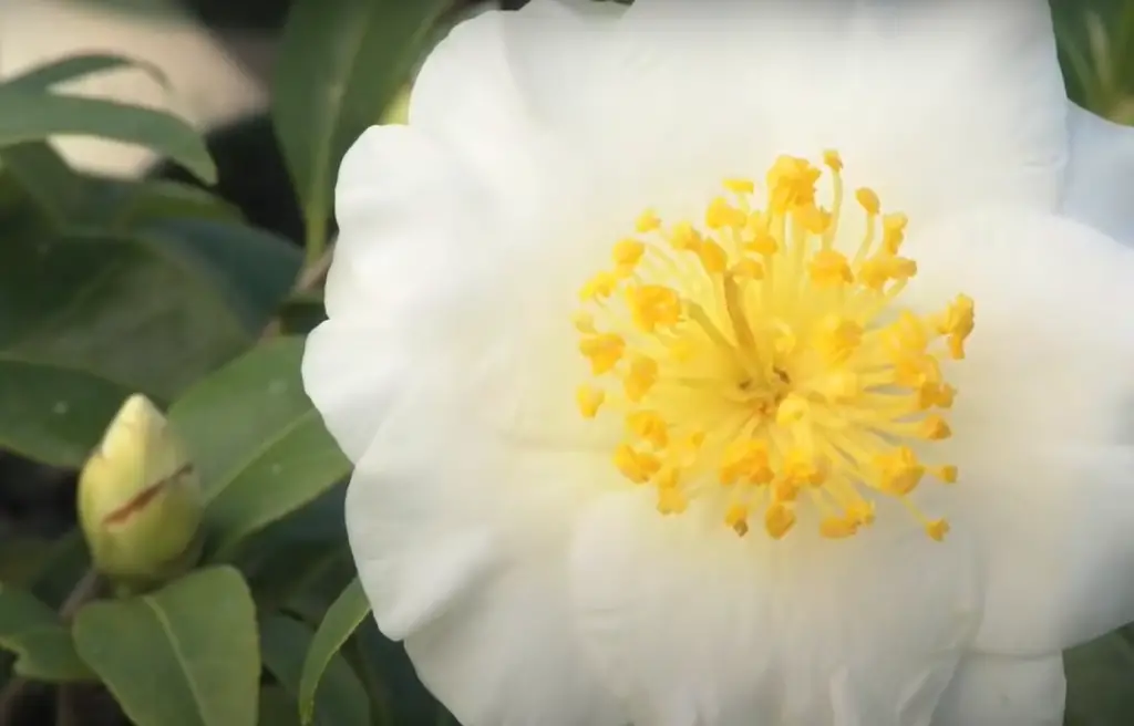 Is Camellia a good plant?