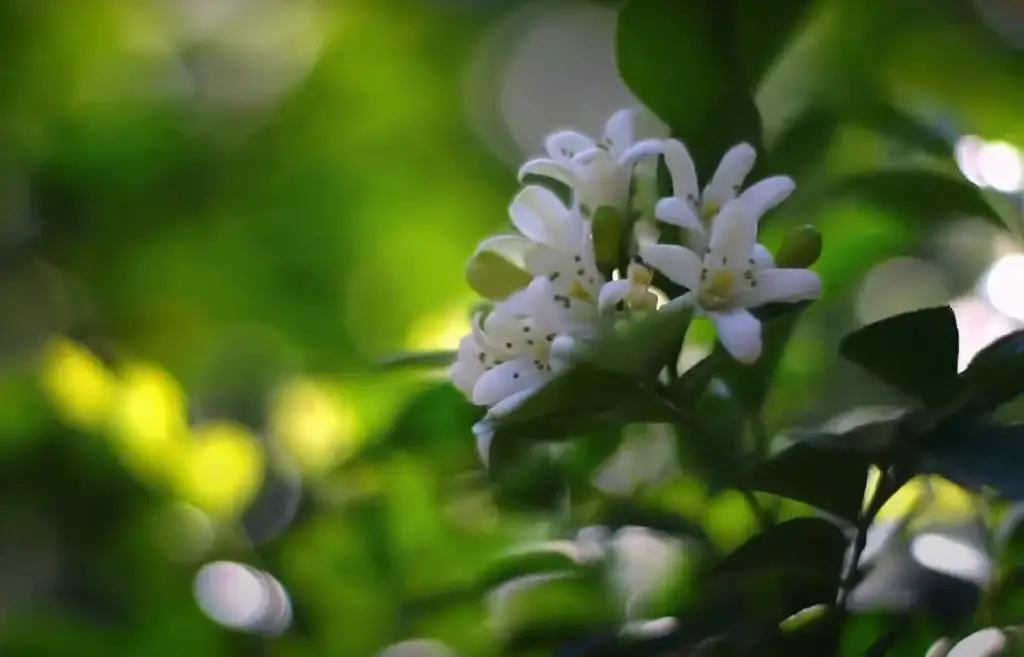 Which Smells Better, Gardenia or Jasmine?