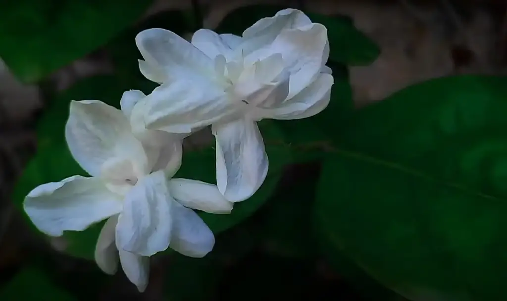 Is Jasmine related to Gardenia?