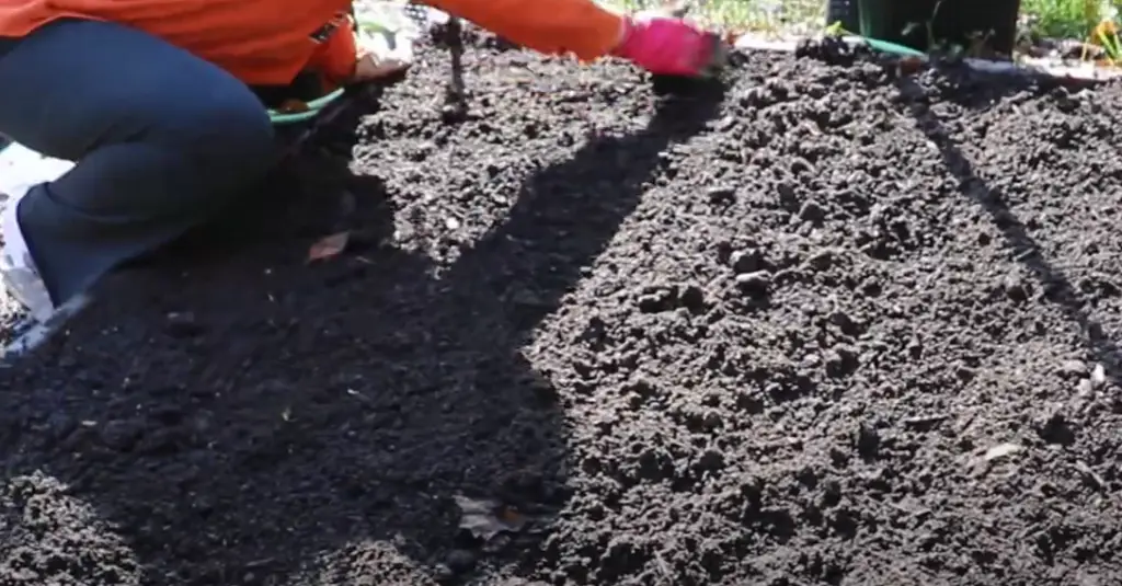 Harvesting garlic