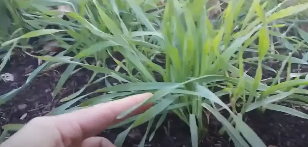 Harvesting Your Rye