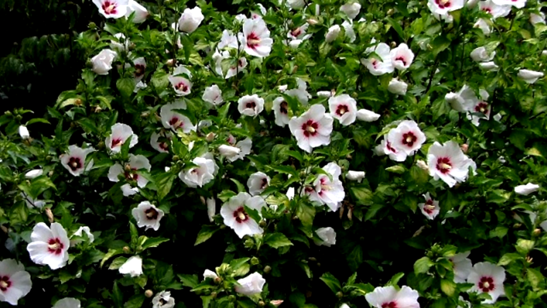 Hibiscus Braided Tree