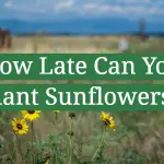How Late Can You Plant Sunflowers?