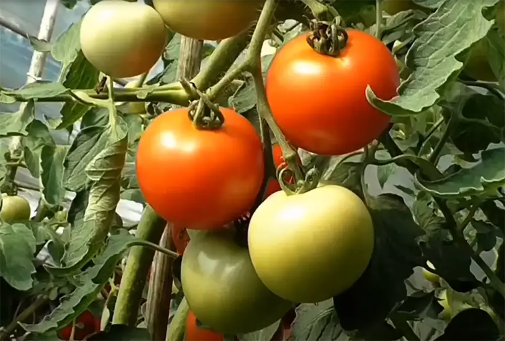 How Many Kilograms Does A Tomato Plant Produce?