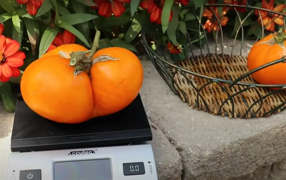 Beefsteak Tomato