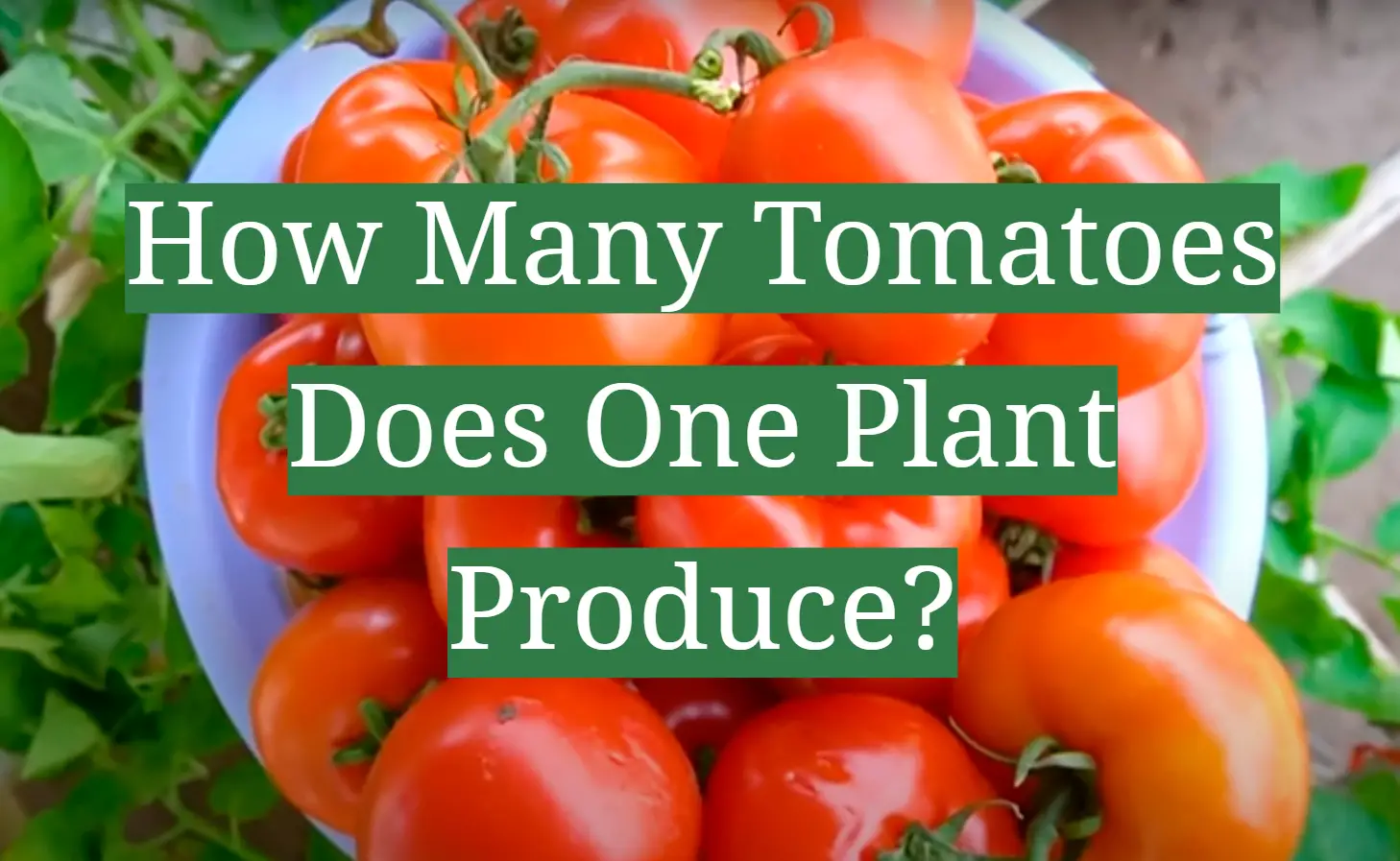 How Many Tomatoes Does One Plant Produce?