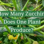 How Many Zucchini Does One Plant Produce?