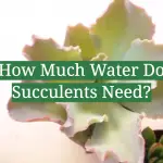 How Much Water Do Succulents Need?