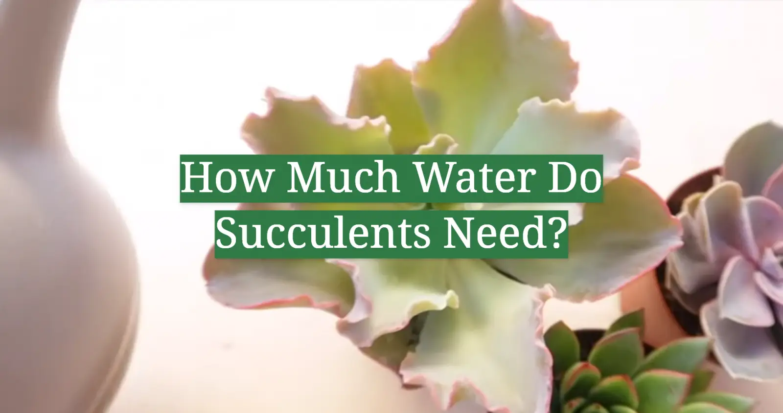 How Much Water Do Succulents Need?