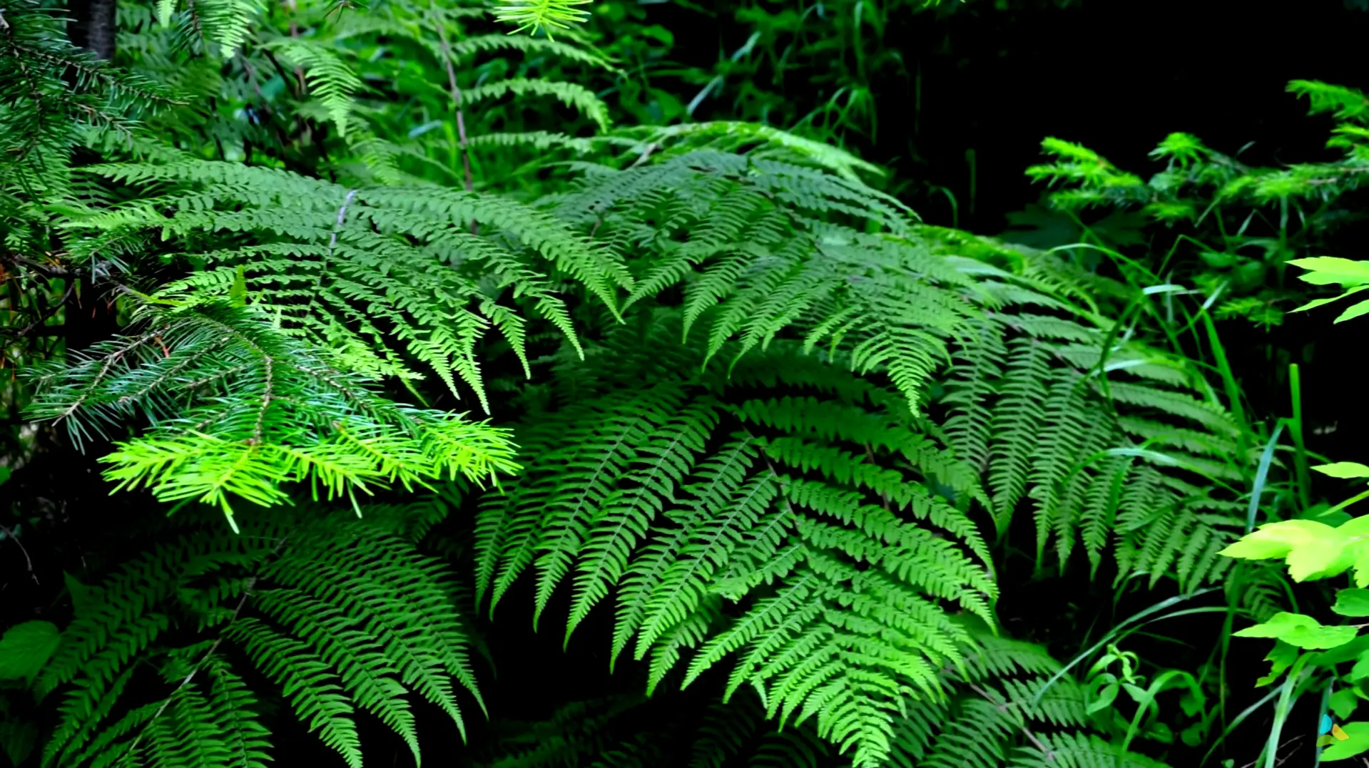 How Often Should You Water Ferns