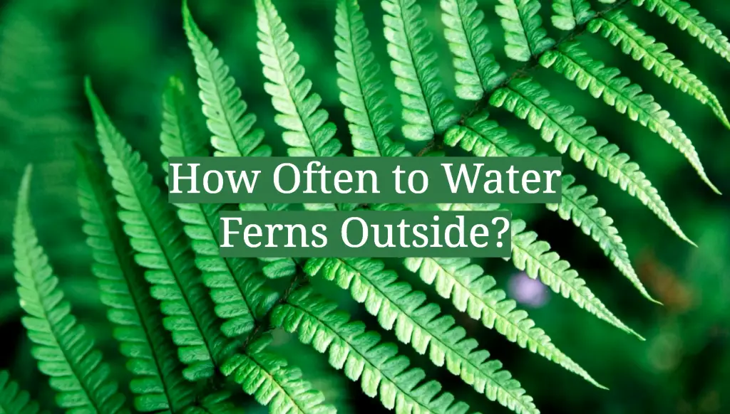 How Often to Water Ferns Outside? GardenProfy