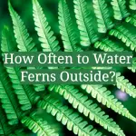 How Often to Water Ferns Outside?