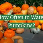 How Often to Water Pumpkins?
