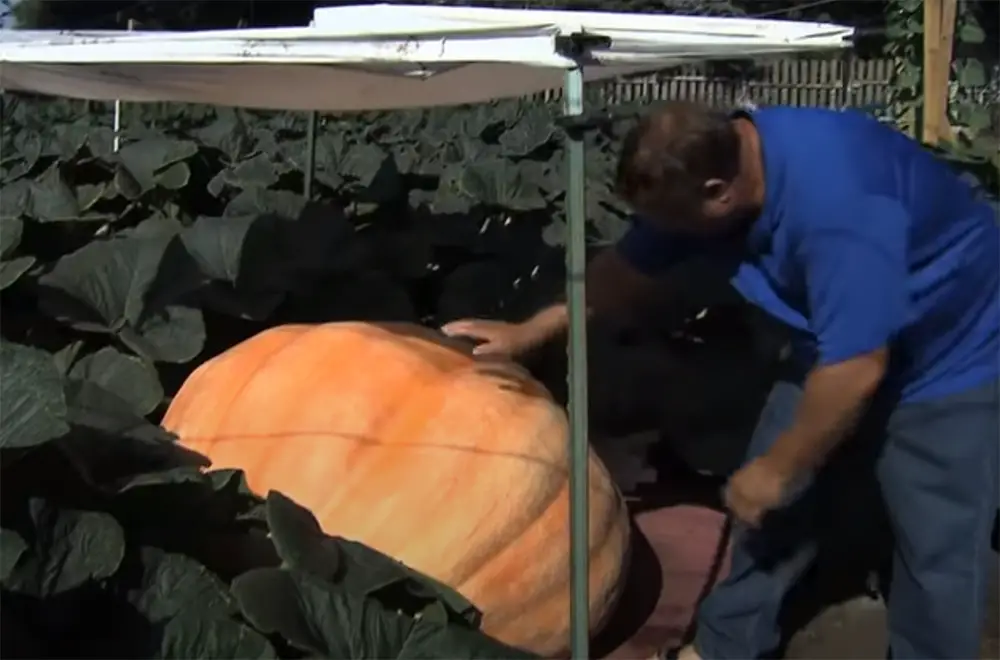 How to Grow a Bigger Pumpkin
