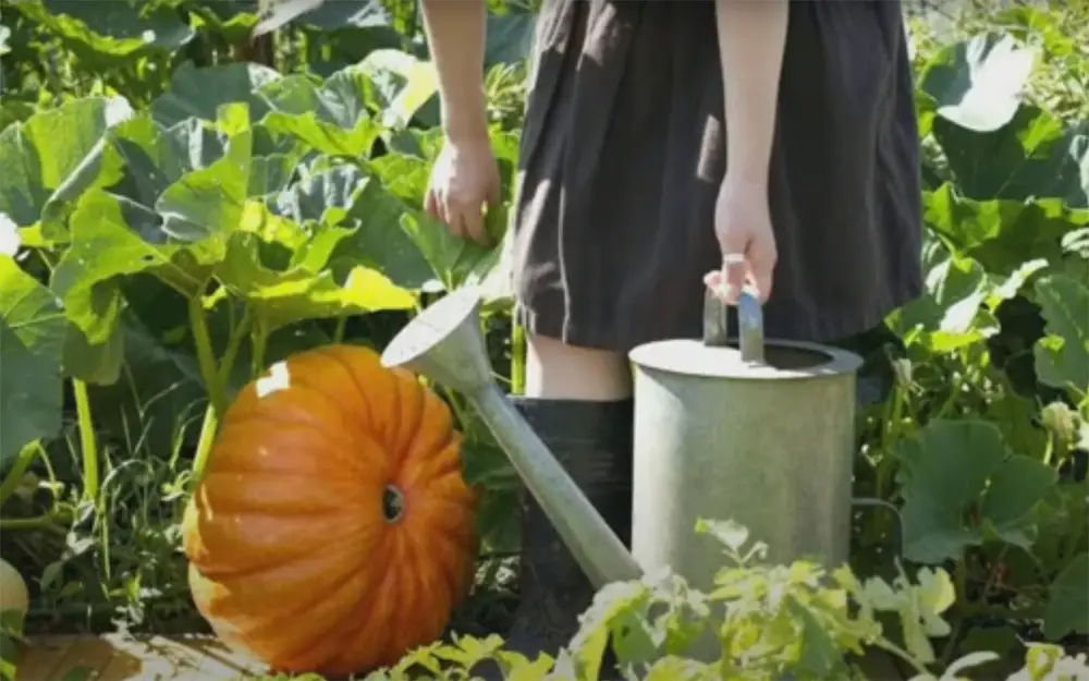 Should You Water Pumpkins Every Day?
