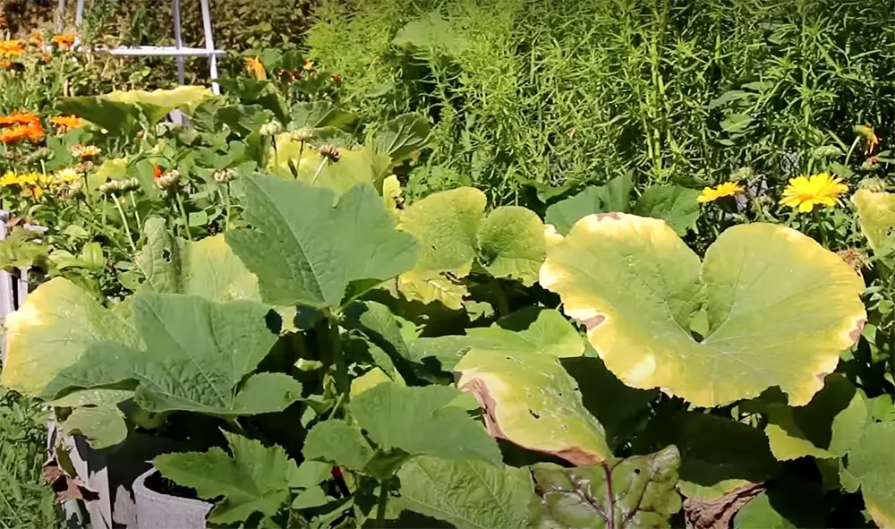 What if Pumpkin Plants are Overwatered?