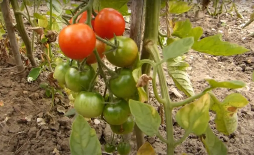 Benefits of tomato planting and growing