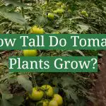 How Tall Do Tomato Plants Grow?
